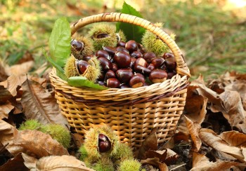 Chestnut harvest in wicker basket