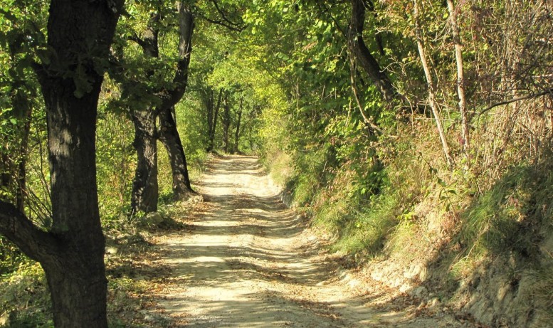 il bosco di Ruoti