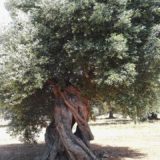 Alberi secolari Puglia