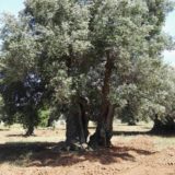 Alberi secolari Puglia