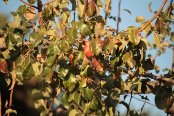 Autunno in Puglia