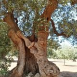 Alberi secolari in Puglia