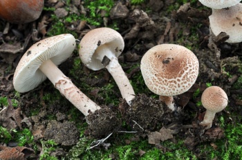 Puglia funghi delle Murge