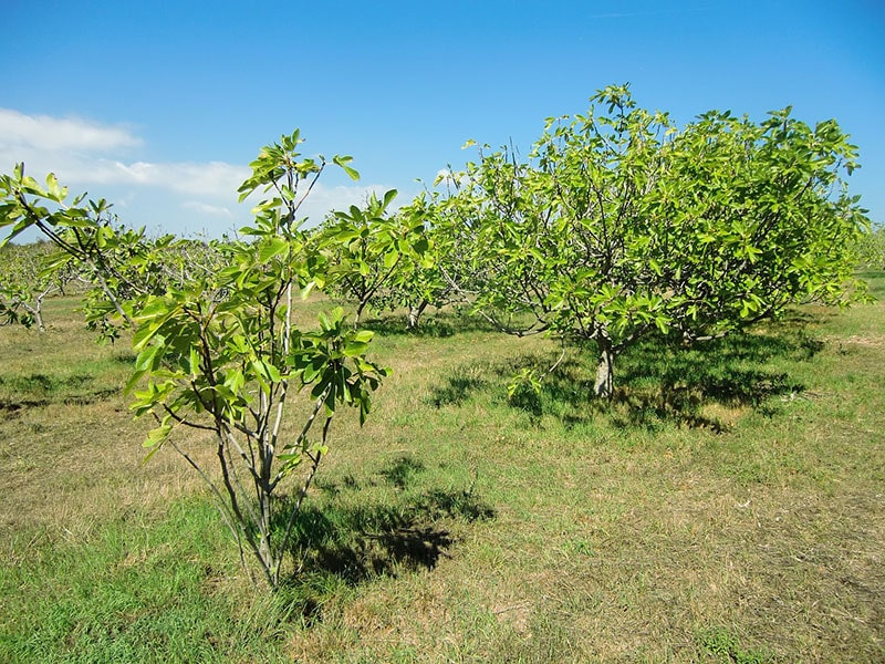 alberi di fico