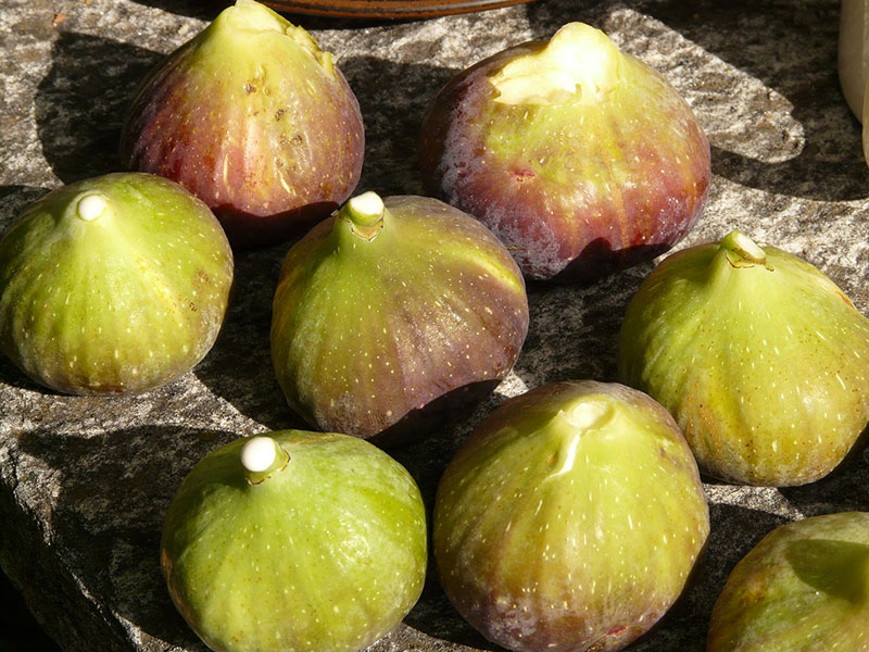 fichi appena raccolti