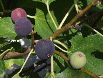 varietà di fichi pugliesi