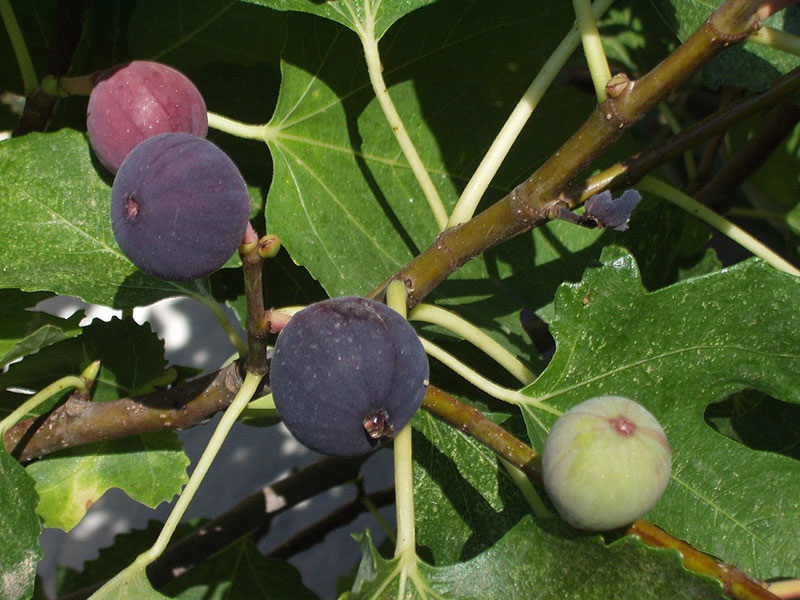 varietà di fichi pugliesi