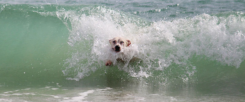 spiagge in Puglia per cani