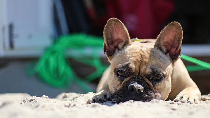 spiagge per cani in Puglia