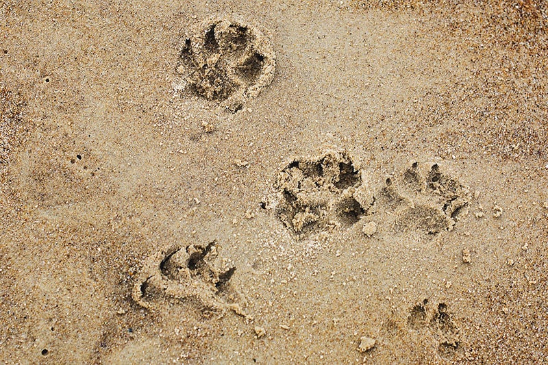 spiagge cani Puglia