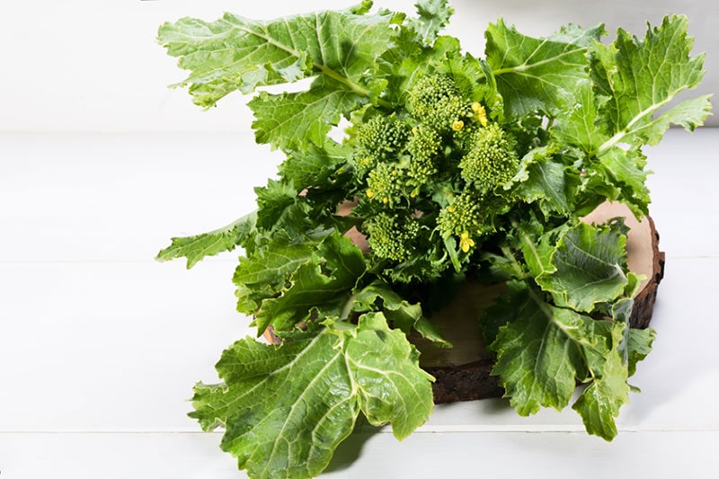 lasagna con cime di rapa