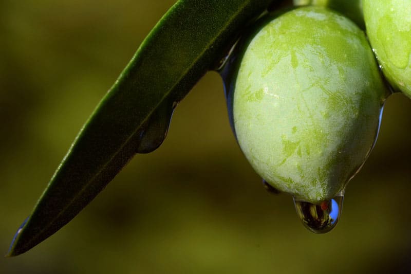 olio puglia