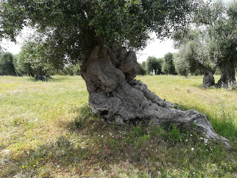 tronco ulivo secolare pugliese aggrovigliato